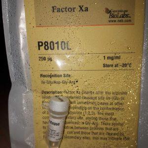 NEB P8010L Factor Xa Protease